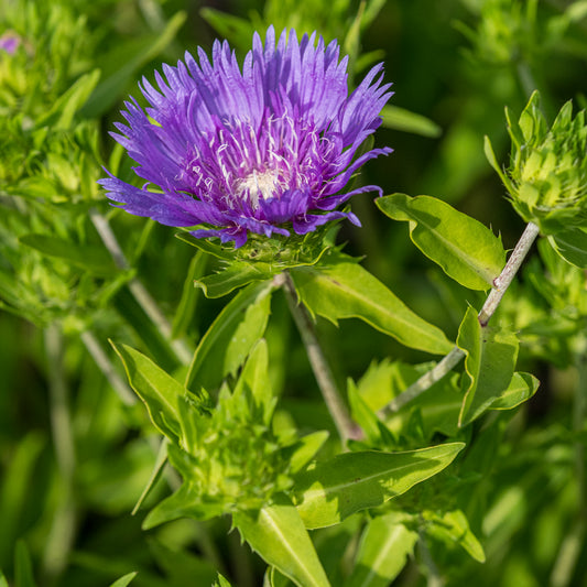 Stokesia laevis 'Klaus Jelitto'