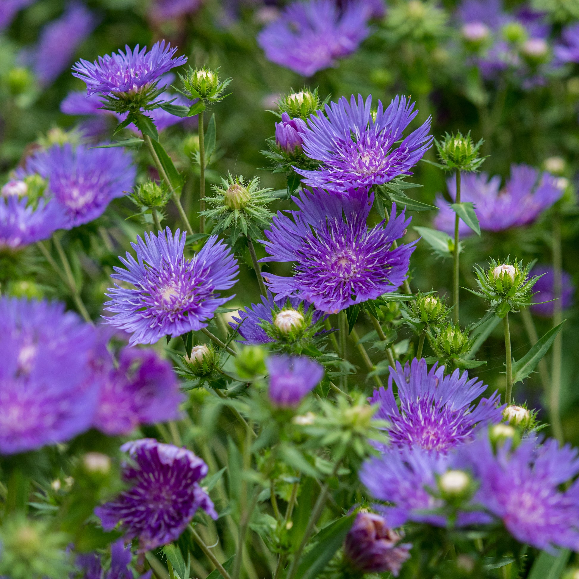 Rosy Hardy talk series: Mid Summer Flowering Perennials 29 July 2026 - Hardy's Cottage Garden Plants
