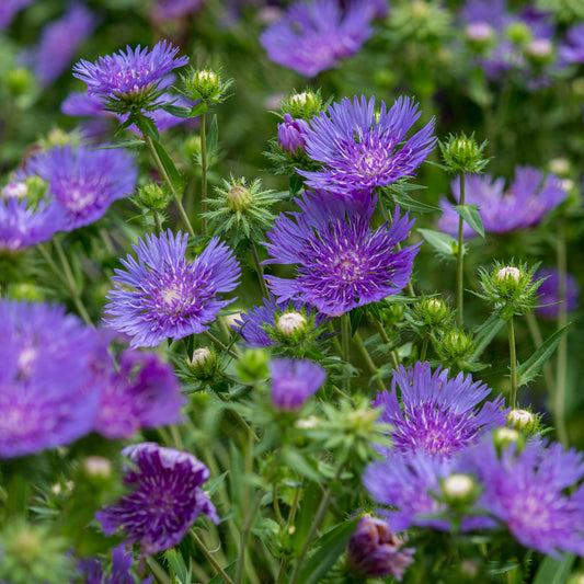 Stokesia laevis 'Mel's'PBR