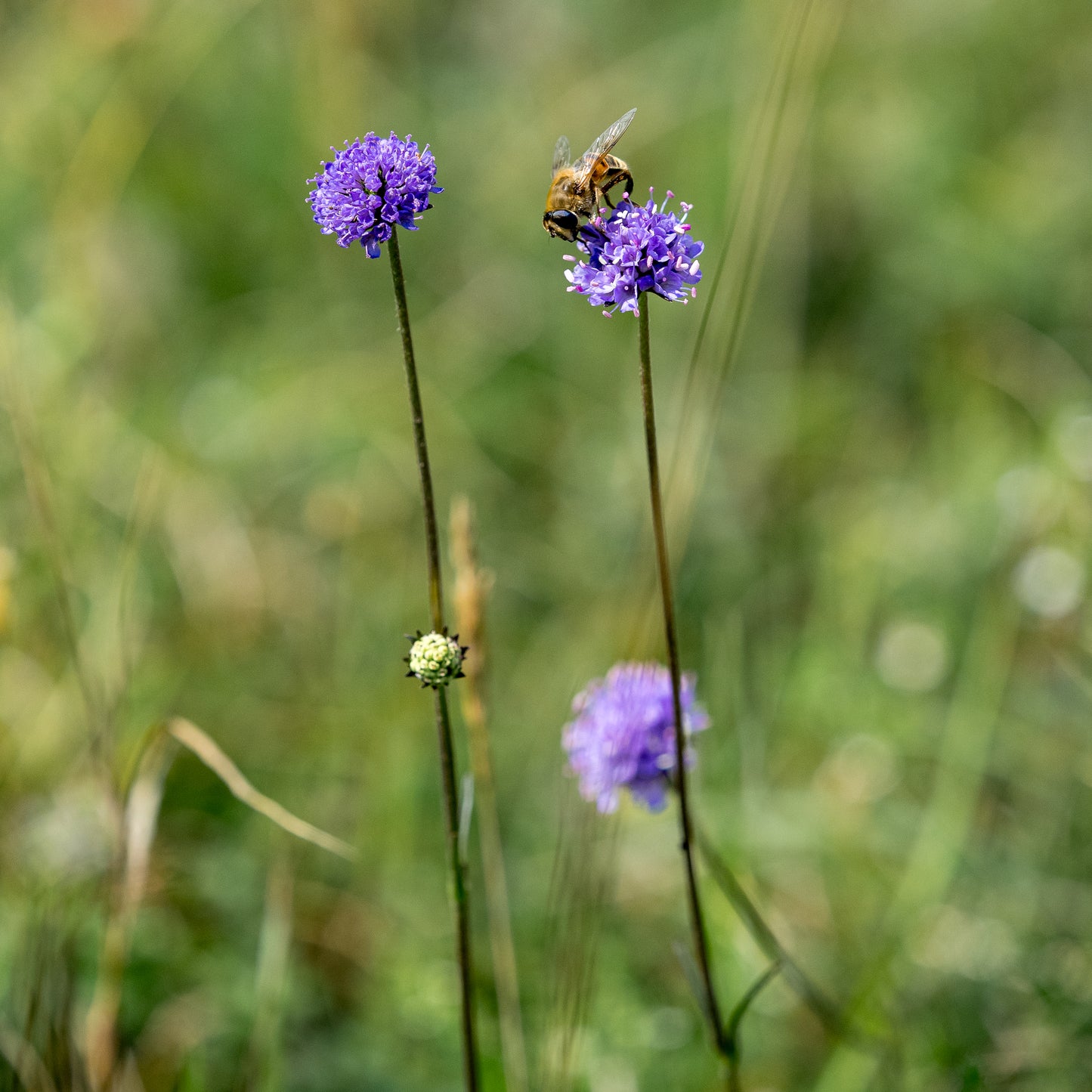 Succisa pratensis