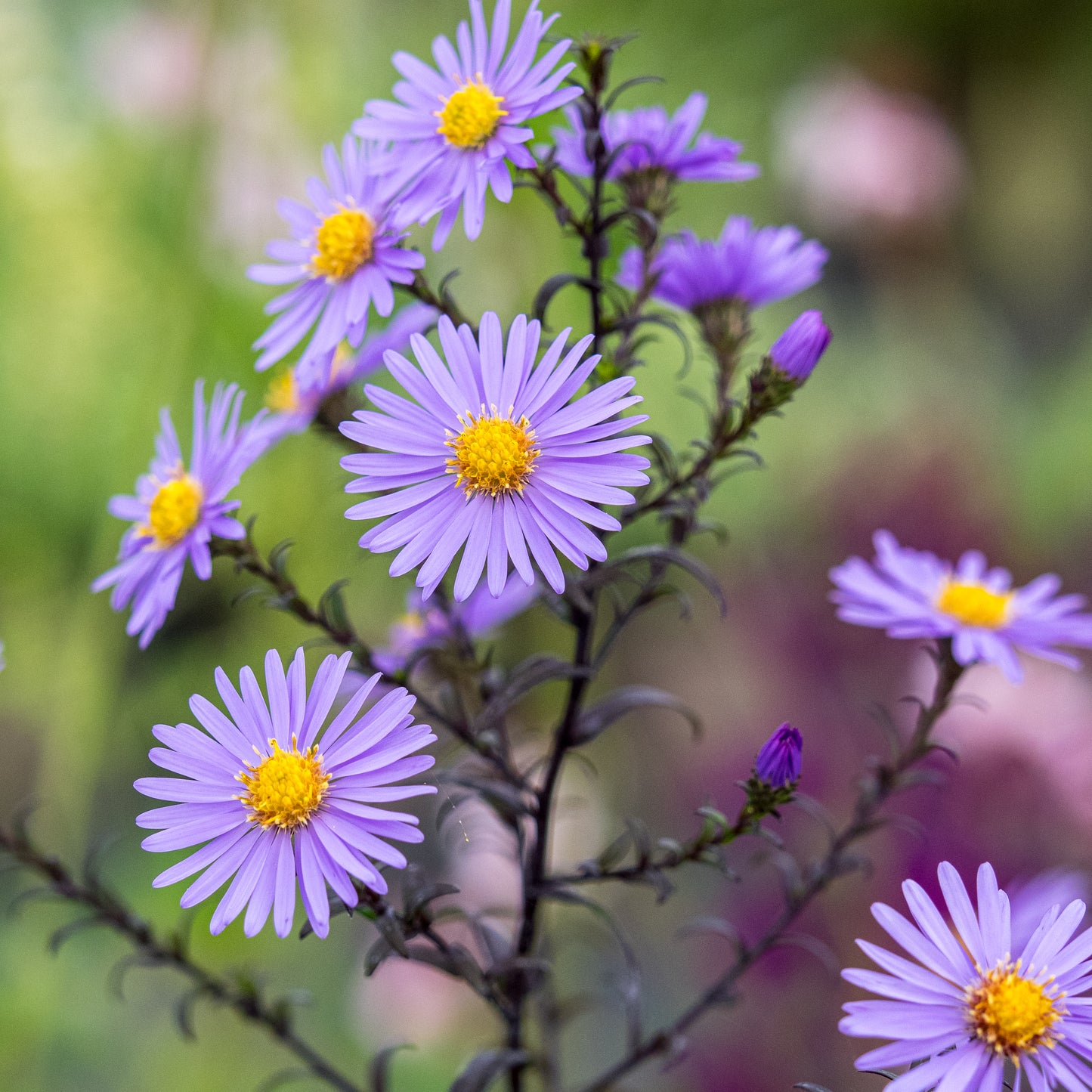 Symphyotrichum laeve 'Calliope' - Hardy's Cottage Garden Plants