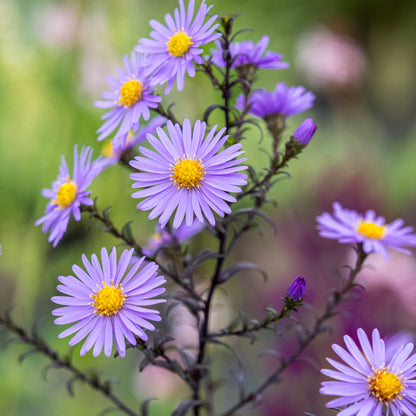 Symphyotrichum laeve 'Calliope' - Hardy's Cottage Garden Plants