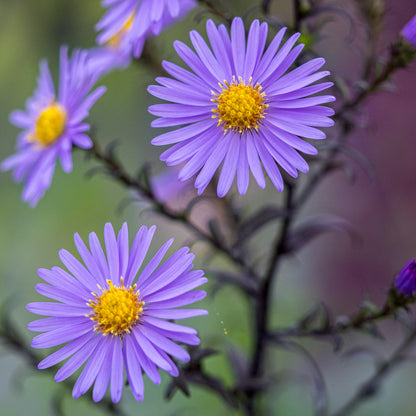Symphyotrichum laeve 'Calliope' - Hardy's Cottage Garden Plants