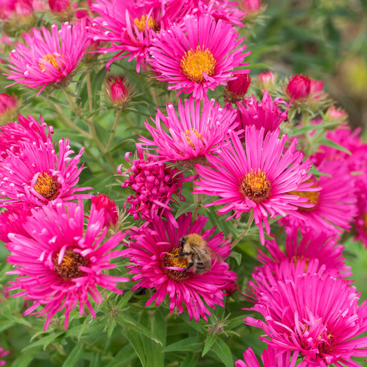 Symphyotrichum novae-angliae 'Andenken an Alma Pötschke'