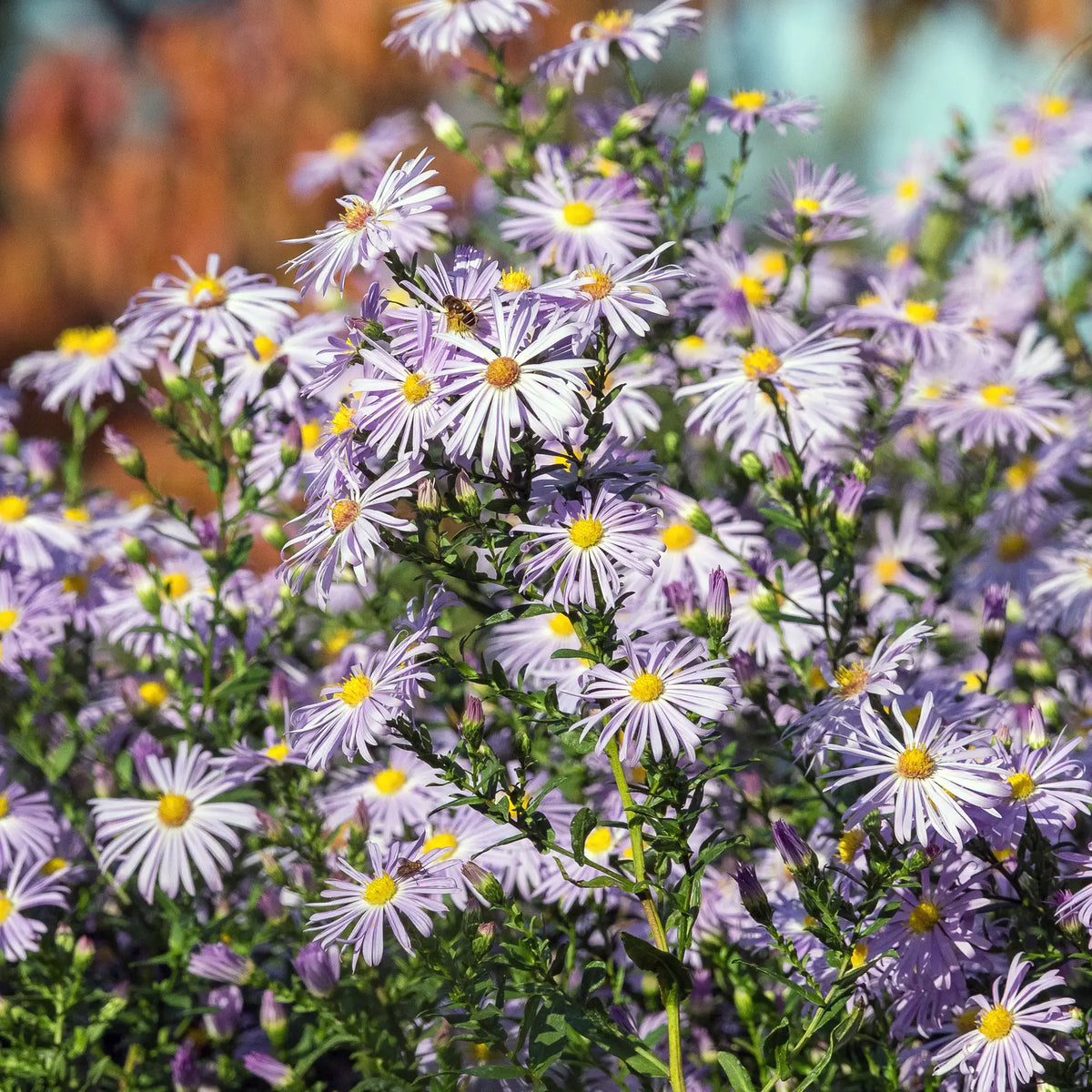 Symphyotrichum novi-belgii 'Algar’s Pride'
