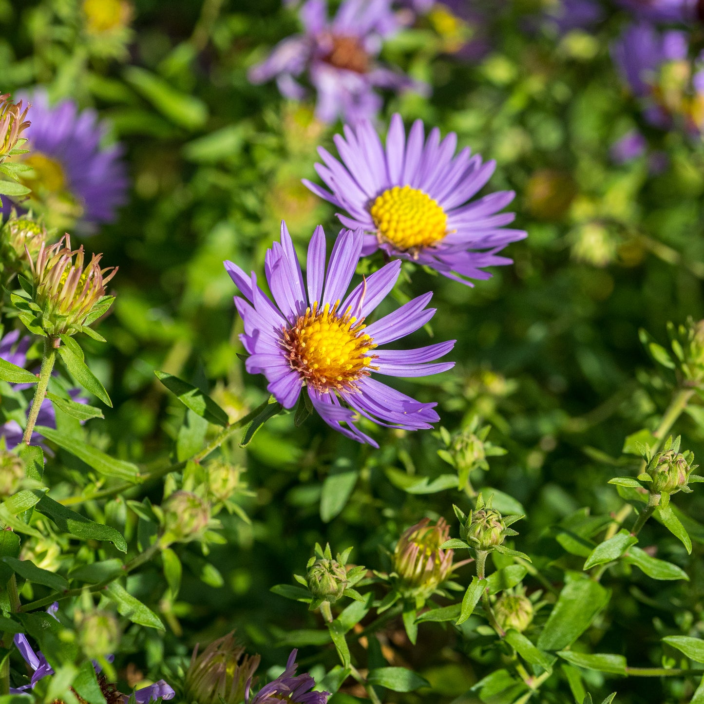 Symphyotrichum oblongifolium 'October Skies' - Hardy's Cottage Garden Plants