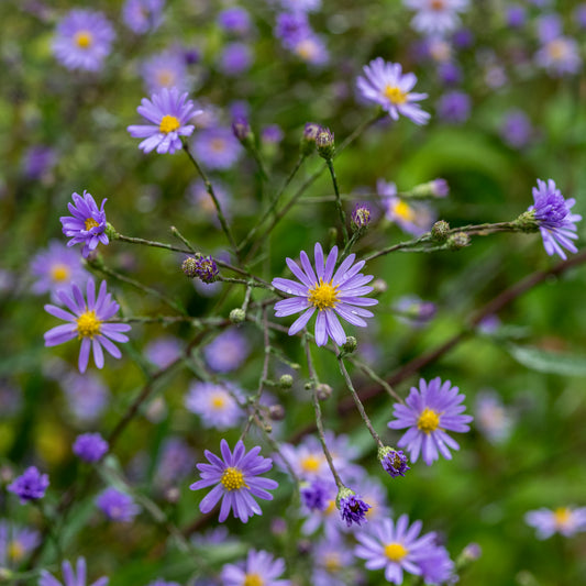 Symphyotrichum turbinellum