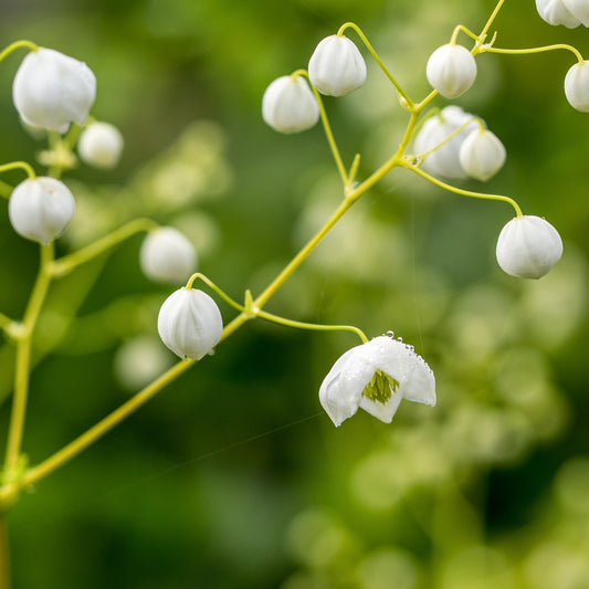 Thalictrum Splendide White ('Fr21034'PBR)