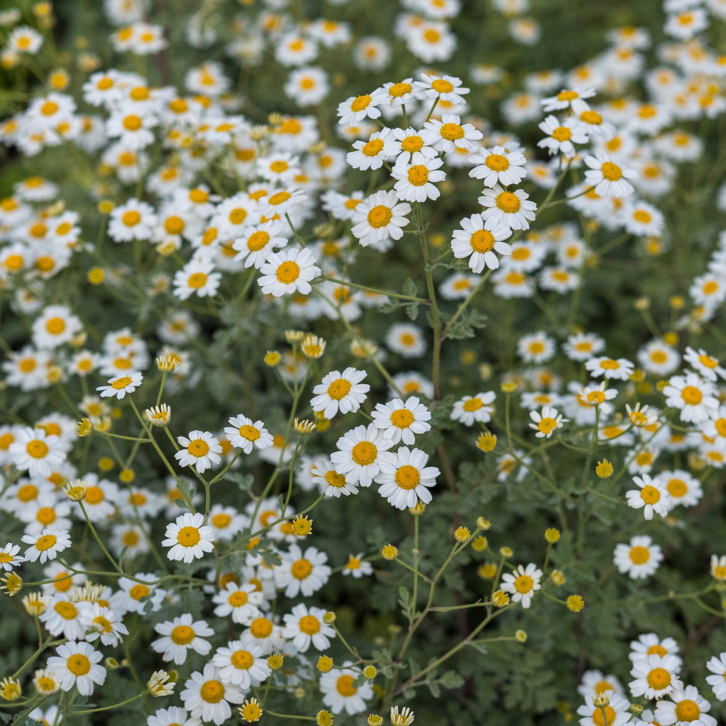Tanacetum niveum 'Jackpot' - Hardy's Cottage Garden Plants