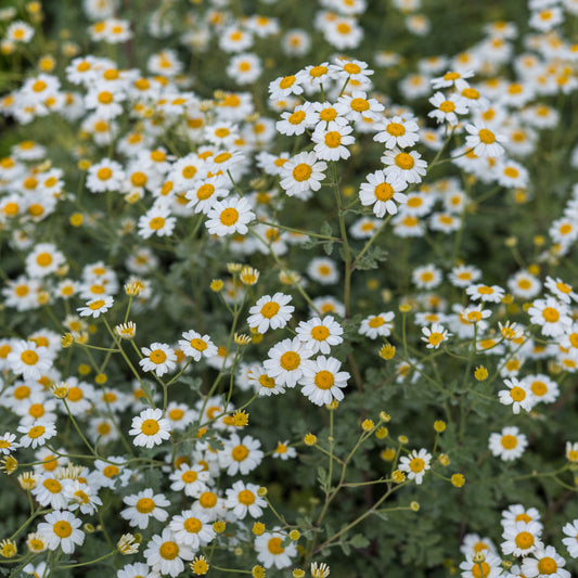 Tanacetum niveum 'Jackpot'