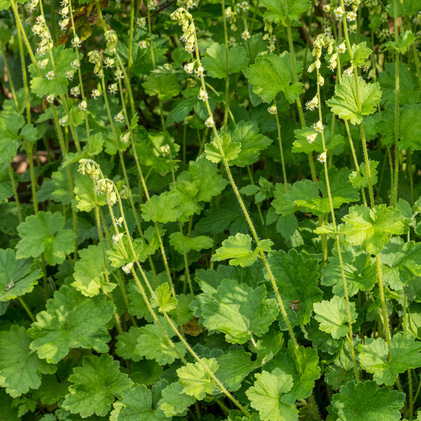 Tellima grandiflora - Hardy's Cottage Garden Plants