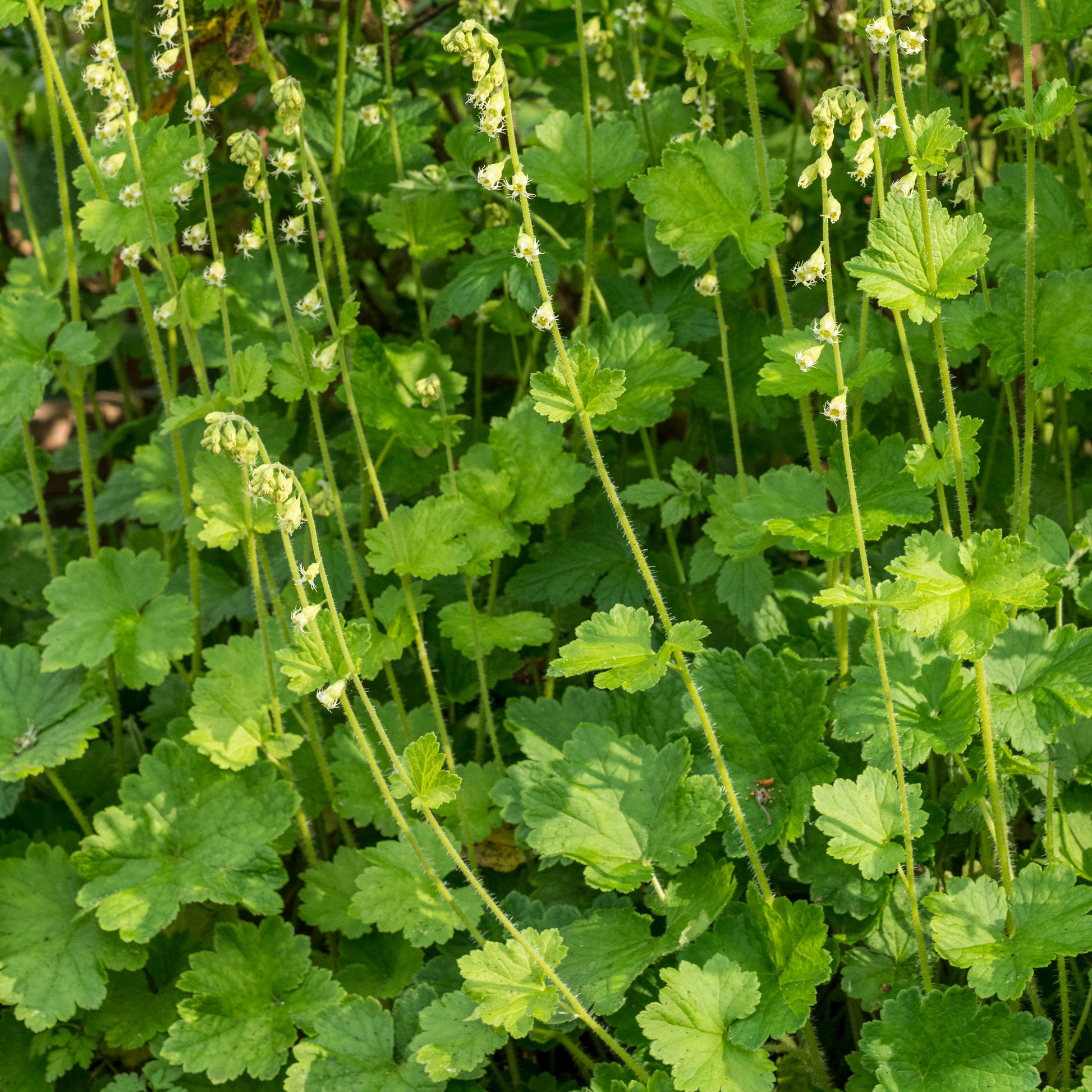 Tellima grandiflora - Hardy's Cottage Garden Plants