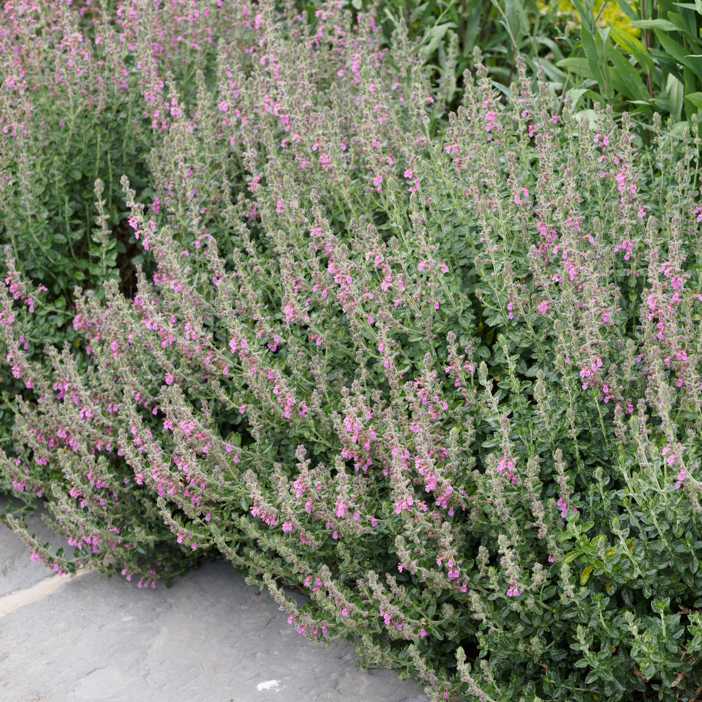 Teucrium x lucidrys