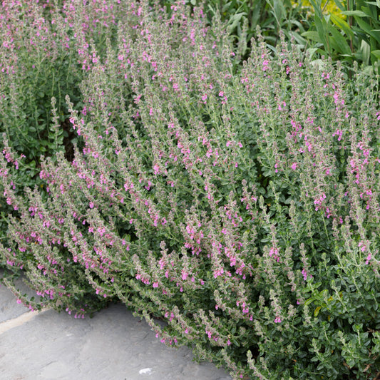 Teucrium x lucidrys