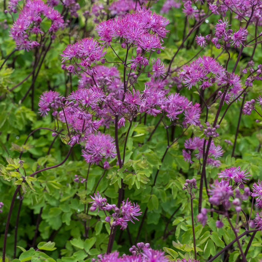 Thalictrum 'Black Stockings' — fluffy lavender-pink flowers on near-black stems above fresh green aquilegia-like foliage

