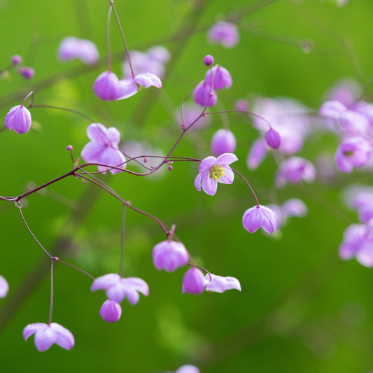 Thalictrum 'Splendide'