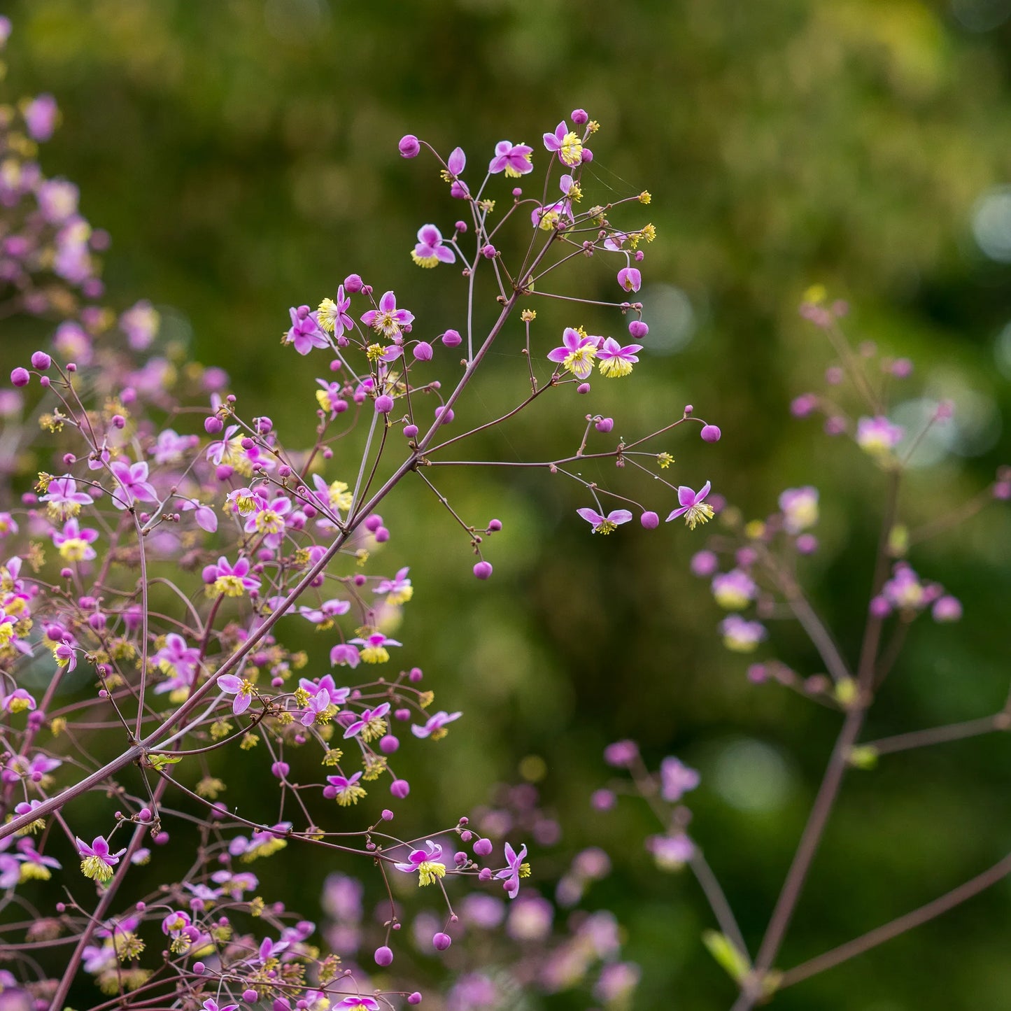 Thalictrum rochebruneanum tall stems with lilac flowers and cream stamens above fern-like foliage