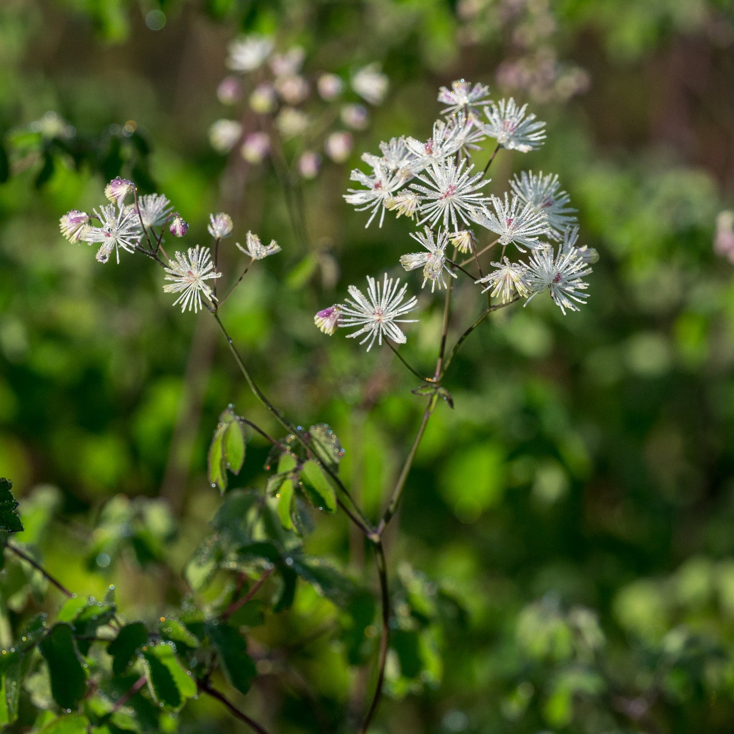 Thalictrum aquilegiifolium 'White Cloud'