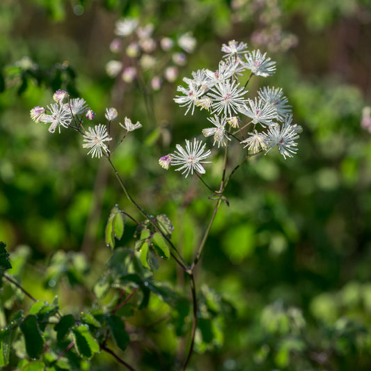 Thalictrum aquilegiifolium 'White Cloud'