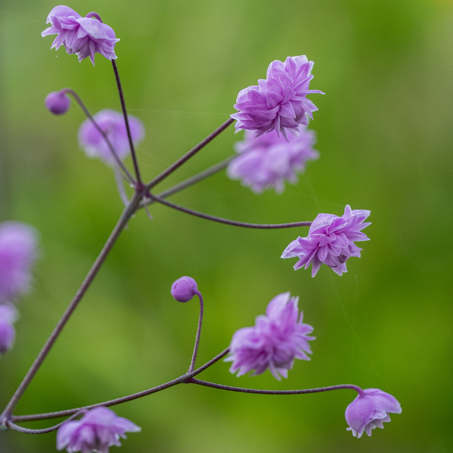 Thalictrum delavayi 'Hewitt's Double' (d) - Hardy's Cottage Garden Plants