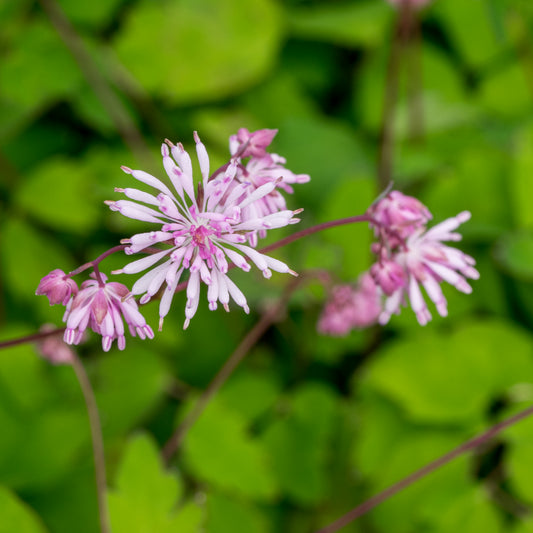 Thalictrum kiusianum