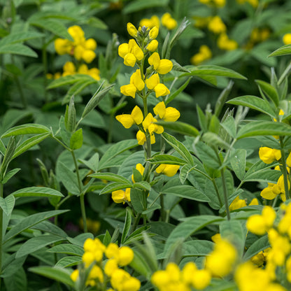 Thermopsis lanceolata - Hardy's Cottage Garden Plants