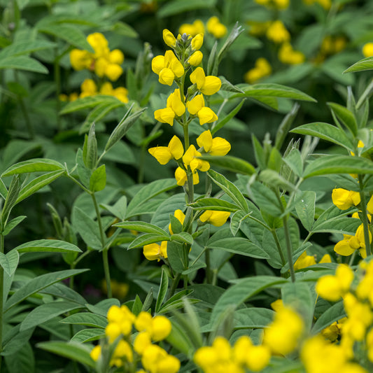 Thermopsis lanceolata - Hardy's Cottage Garden Plants