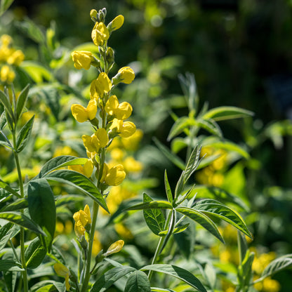Thermopsis lanceolata - Hardy's Cottage Garden Plants