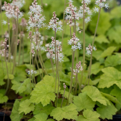 Tiarella cordifolia - Hardy's Cottage Garden Plants