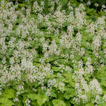 Tiarella cordifolia - Hardy's Cottage Garden Plants