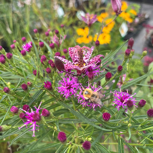 Behind the scenes tour 17 September 2026 - Hardy's Cottage Garden Plants