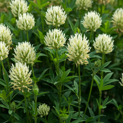 Trifolium ochroleucon — clump of sulphur clover in full flower with pale cream globular flowerheads