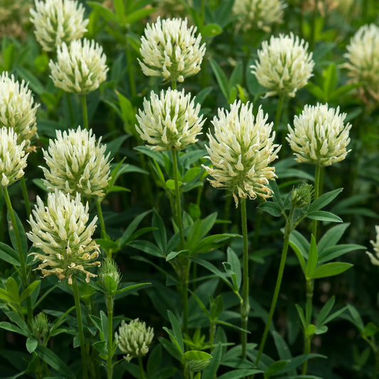 Trifolium ochroleucon — clump of sulphur clover in full flower with pale cream globular flowerheads
