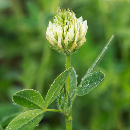 Trifolium ochroleucon — pale cream clover flowerhead in bud with raindrops on trifoliate leaves