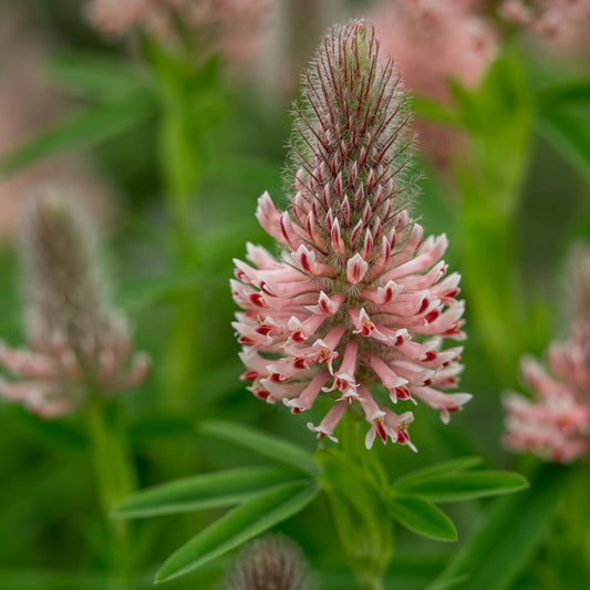 Trifolium rubens 'Peach Pink'