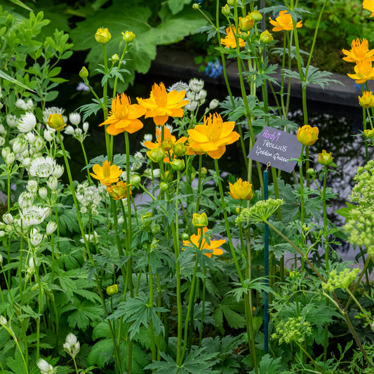 Trollius chinensis 'Golden Queen'
