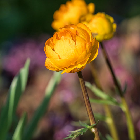 Trollius × cultorum 'Etna'