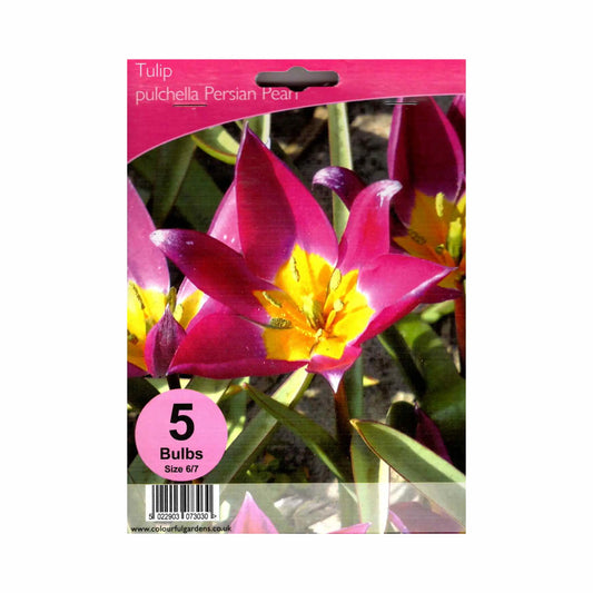 Tulipa humilis 'Persian Pearl' - Hardy's Cottage Garden Plants