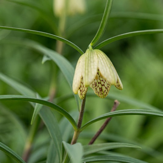 Fritillaria thunbergii