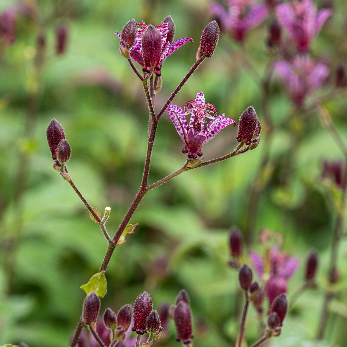 Tricyrtis formosana Stolonifera Group - Hardy's Cottage Garden Plants
