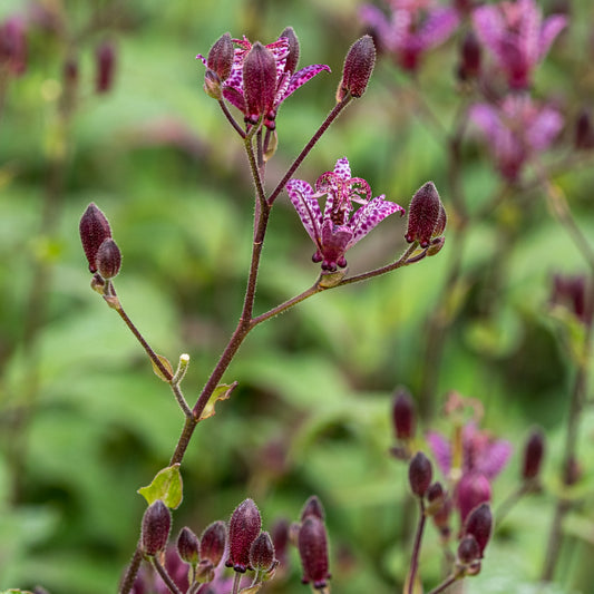 Tricyrtis formosana Stolonifera Group