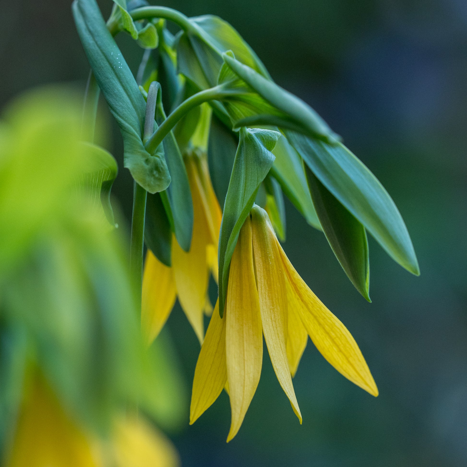 Uvularia grandiflora - Hardy's Cottage Garden Plants