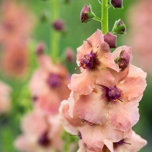 Verbascum (Cotswold Group) 'Cotswold Beauty' - Hardy's Cottage Garden Plants