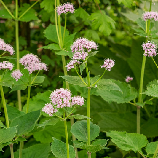 Valeriana pyrenaica