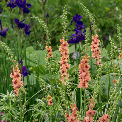 Verbascum (Cotswold Group) 'Cotswold Beauty' - Hardy's Cottage Garden Plants