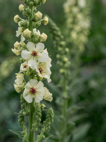 Verbascum 'Kynaston' - Hardy's Cottage Garden Plants