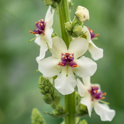 Verbascum 'Kynaston' - Hardy's Cottage Garden Plants