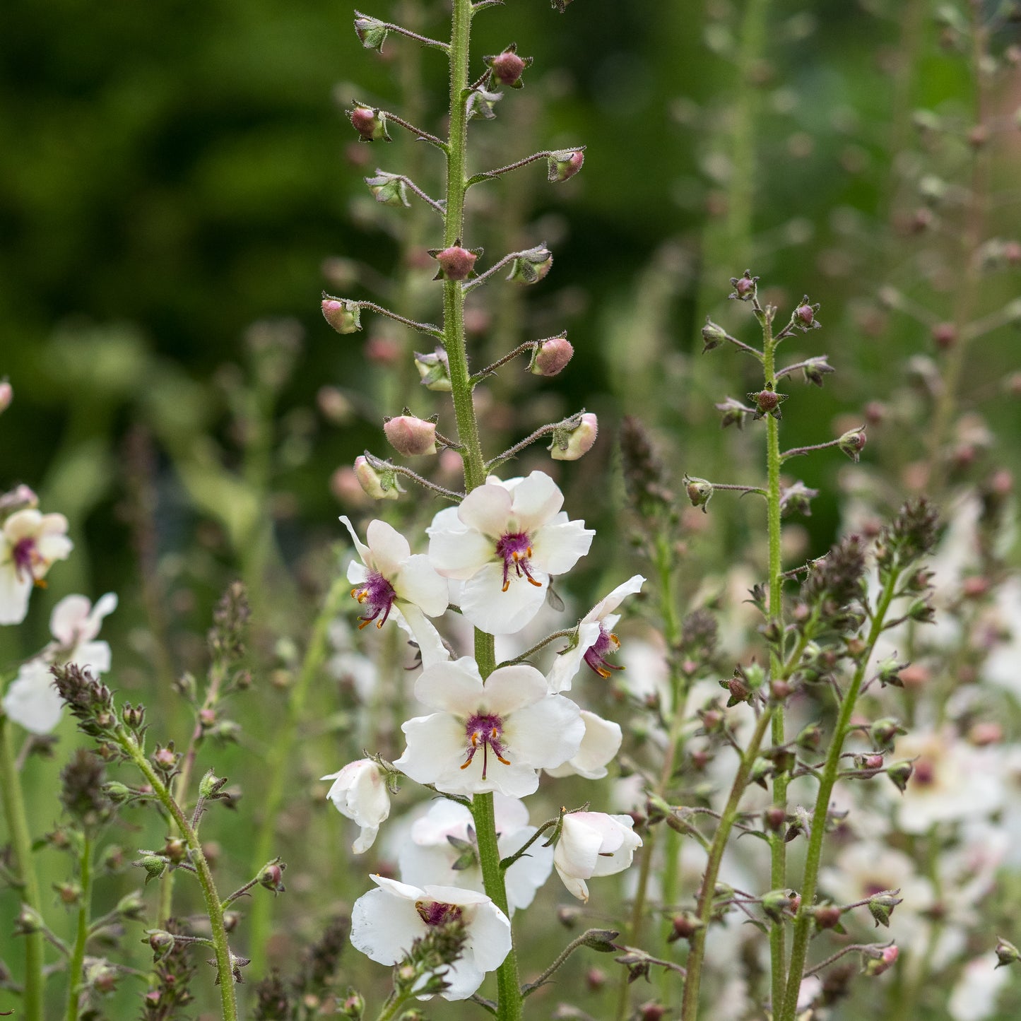 Verbascum blattaria f. albiflorum