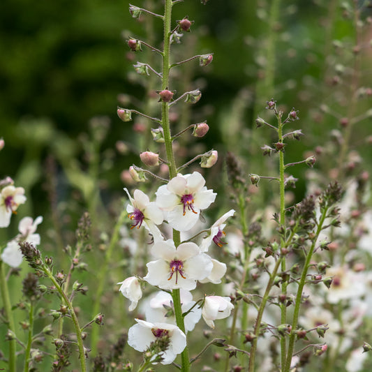 Verbascum blattaria f. albiflorum - Hardy's Cottage Garden Plants