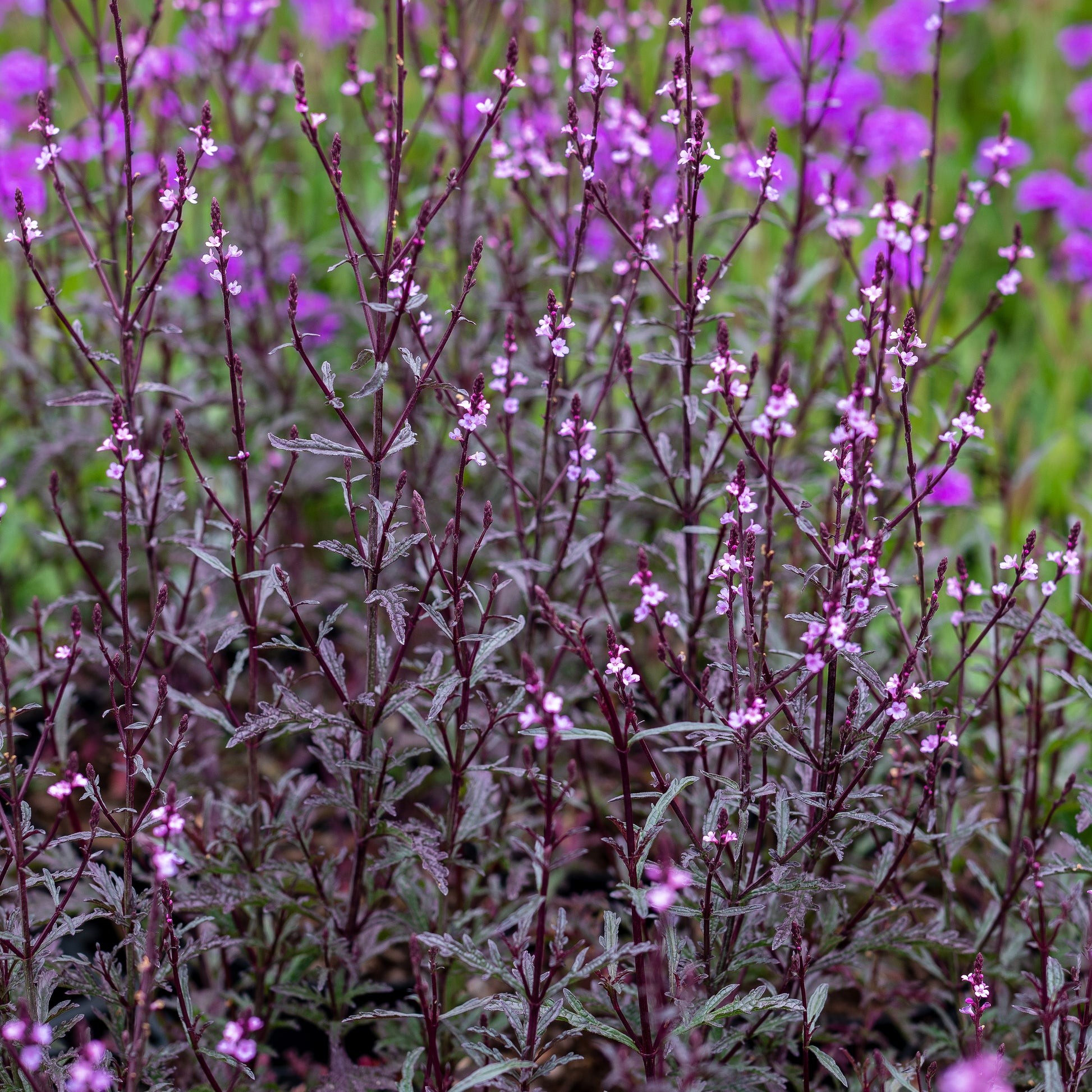 Verbena officinalis 'Bampton' - Hardy's Cottage Garden Plants